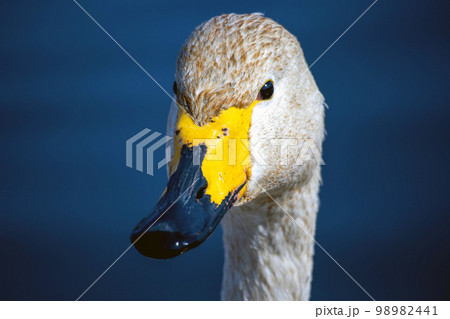 白鳥の顔のアップ　その1 98982441