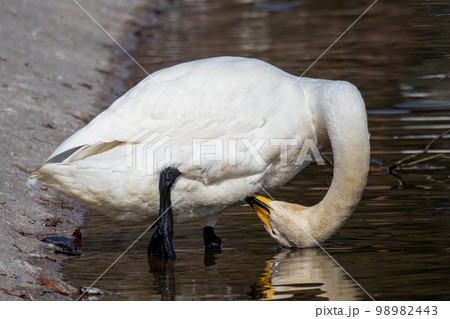 毛並みを整える白鳥 98982443