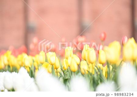 白と赤の間にはさまれた黄色のチューリップ 白と赤の間にはさまれた黄色のチューリップ 98983234