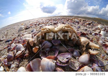 砂浜に横たわる蟹の死骸 98983305