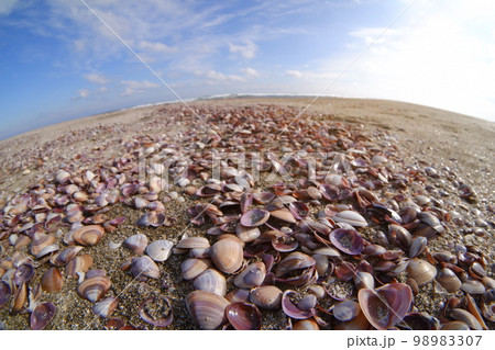 砂浜に打ち上げられた貝がら 砂浜に打ち上げられた貝がら 98983307
