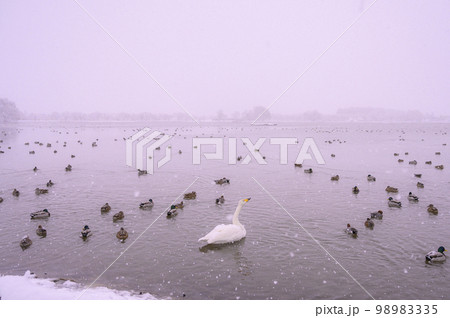 雪降る中の鴨と白鳥 雪降る中の鴨と白鳥 98983335