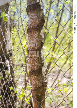 Tree trunk ingrown into a mesh fence Tree trunk ingrown into a mesh fence 98983959