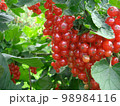 赤いスグリの実　 98984116