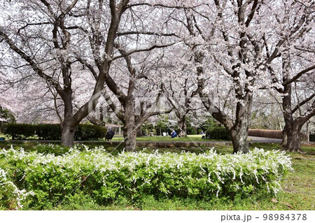 藤沢市　大庭城址公園の満開桜並木と満開ユキヤナギ 98984378