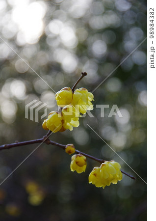 名古屋市農業センター早春の花々 名古屋市農業センター早春の花々 98984382