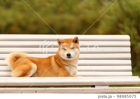 Portrait of shiba inu dog lying down on the bench 98985075