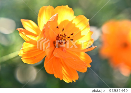 秋の花，秋桜 98985449