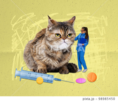 Contemporary art collage. Creative design. Young woman, veterinary examines cat. On exam by a vet doctor. 98985450