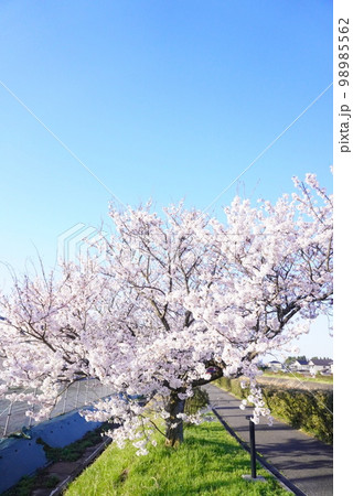 川辺の桜の木 川辺の桜の木 98985562
