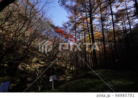 群馬県渋川市 榛名山系 二ツ岳を下山しオンマ谷入口付近からオンマ谷方面を見る 2022年11月3日 群馬県渋川市 榛名山系 二ツ岳を下山しオンマ谷入口付近からオンマ谷方面を見る 2022年11月3日 98985701