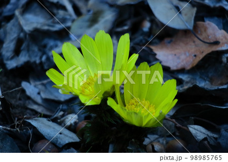 幸福を招く花 幸福を招く花 98985765