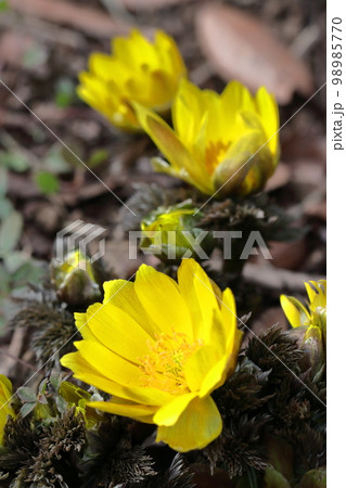 幸福を招く花 98985770