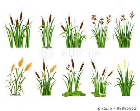 Cartoon lake aquatic plants. Swamp cattails, marsh reed and blooming bulrush vector illustration set Cartoon lake aquatic plants. Swamp cattails, marsh reed and blooming bulrush vector illustration set 98985852