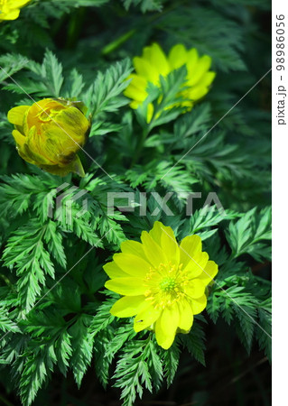 幸福を招く花 幸福を招く花 98986056
