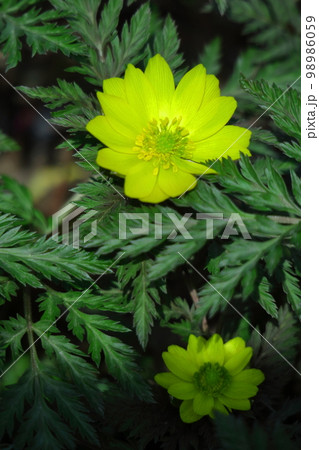 幸福を招く花 98986059