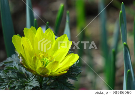 幸福を招く花 98986060