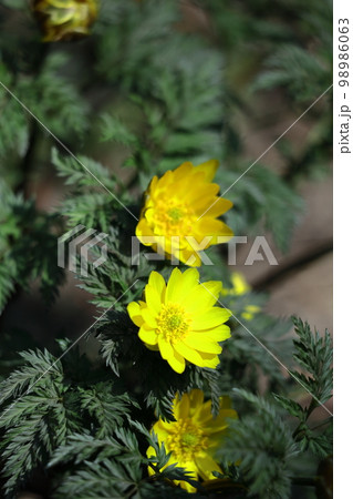 幸福を招く花 幸福を招く花 98986063