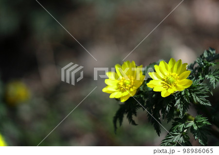 幸福を招く花 幸福を招く花 98986065