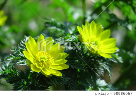 幸福を招く花 98986067