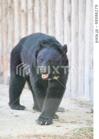 歩くツキノワグマ 98986279