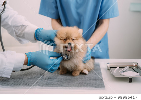 Examine the veterinarian's breath in work clothes, listen to the breath of a small dog, veterinary clinic, pet care concept. 98986417