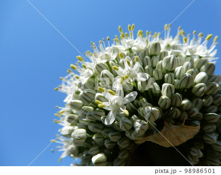玉葱の花 玉葱の花 98986501