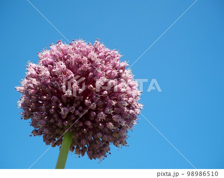 紫玉葱の花 98986510