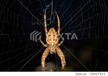 A large poisonous cross-spider against the background of its web on a dark background. A large poisonous cross-spider against the background of its web on a dark background. 98987933