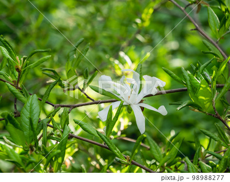 White flower of Magnolia stellata, sometimes called the star magnolia. Natural spring background with flowers in bloom. 98988277