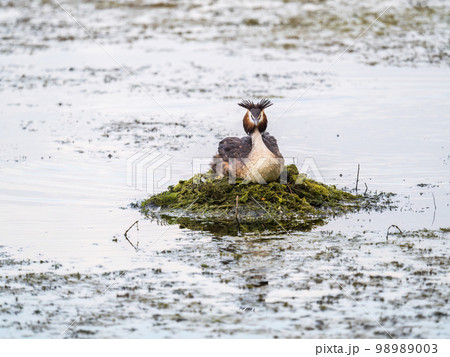 Great Crested Grebe, Podiceps cristatus, water bird sitting on the nest, nesting time on the green lake Great Crested Grebe, Podiceps cristatus, water bird sitting on the nest, nesting time on the green lake 98989003