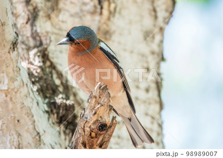 Common chaffinch, Fringilla coelebs, sits on a tree. Common chaffinch in wildlife. Common chaffinch, Fringilla coelebs, sits on a tree. Common chaffinch in wildlife. 98989007