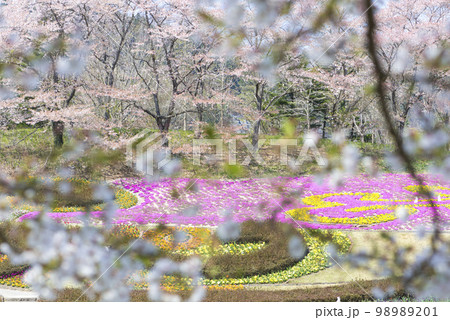 春爛漫 蔵王山麓 みちのく湖畔公園 98989201
