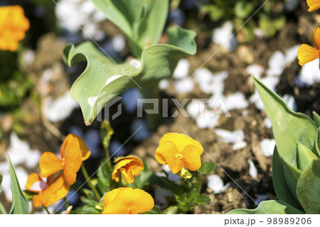 春爛漫 蔵王山麓 みちのく湖畔公園 98989206