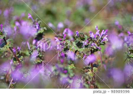 ホトケノザ（仏の座） 98989396