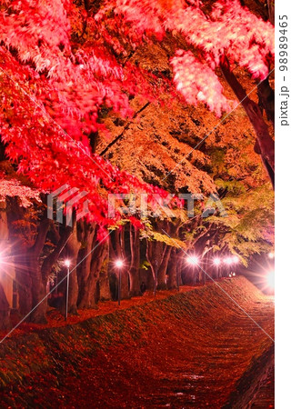 紅葉のイルミネーション 98989465