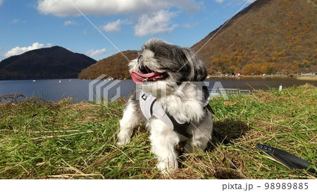 はしゃぐ犬 98989885