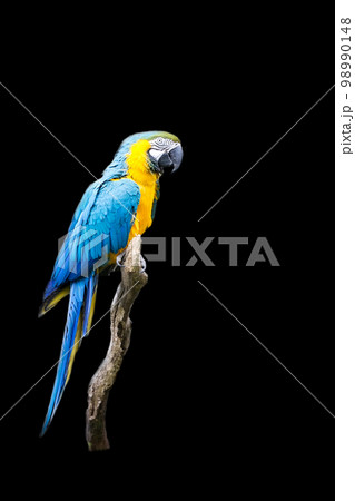 Ara on a black background 98990148