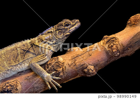 Lizard on a black background 98990149