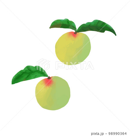 美味しそうな手描き風の青い梅 美味しそうな手描き風の青い梅 98990364