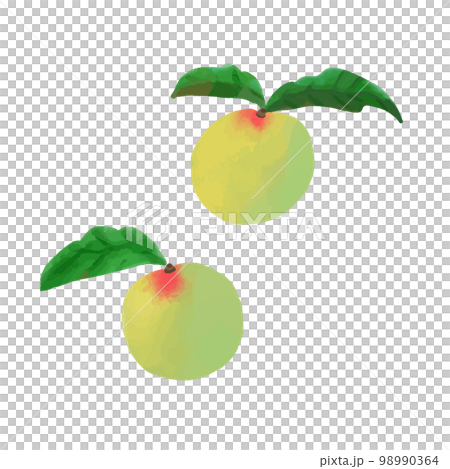 美味しそうな手描き風の青い梅 美味しそうな手描き風の青い梅 98990364