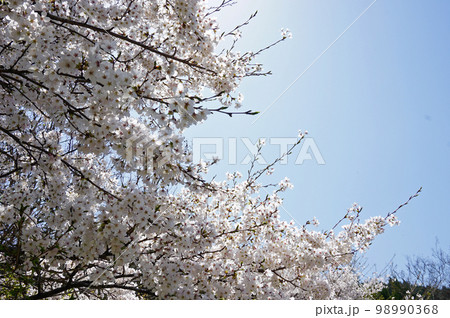 美しい満開の桜の木々, 宇陀市, 奈良県, 日本 98990368