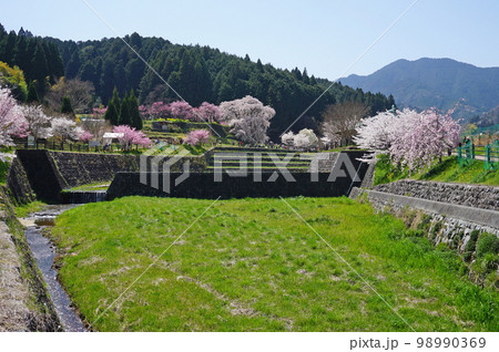 美しい満開の桜の木々, 宇陀市, 奈良県, 日本 98990369