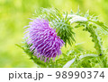 Beautiful lilac wildflower on the lawn 98990374