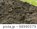 Worm crawling in freshly dug up soil 98990379