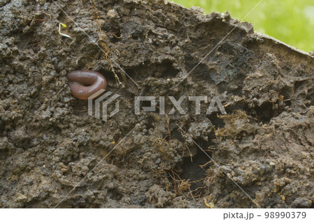 Worm crawling in freshly dug up soil Worm crawling in freshly dug up soil 98990379