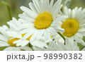 Large chamomiles on the lawn 98990382