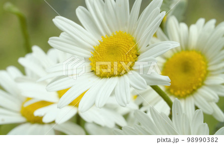 Large chamomiles on the lawn 98990382