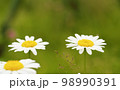 Beautiful chamomiles in the grass 98990391