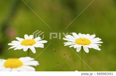 Beautiful chamomiles in the grass Beautiful chamomiles in the grass 98990391